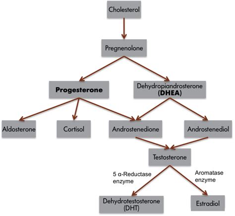 Hormones And Behavior Noba