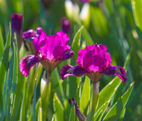 iris plants tips  growing iris