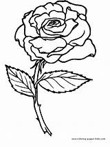 Coloring Pages Rose Flowers Flower Color Printable Kids Sheets Nature Food Roses Print Sheet Plate Pyrography Found Stencil sketch template