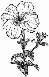 Petunia Petunias Bestcoloringpagesforkids Tattoo Paintingvalley Zeichenvorlagen sketch template