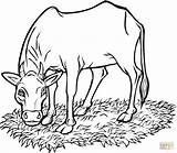 Cow Grass Coloring Eating Pages Cows Color Printable Drawing sketch template