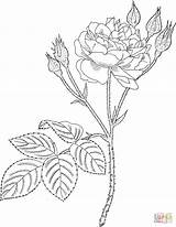 Rosen Ausmalen Rosas Ausmalbilder Coloriages Colouring Supercoloring sketch template