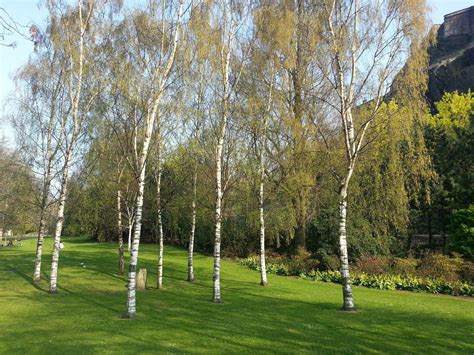 silver birch  ft stunning mature specimen trees betula pendula