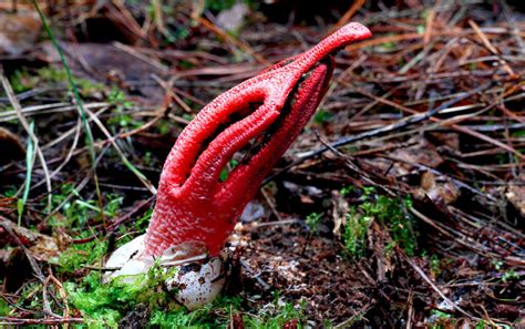 weird wonderful fungi mushroom pictures  photo argus