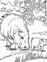 Hippo Coloring Pages Printable Kids sketch template