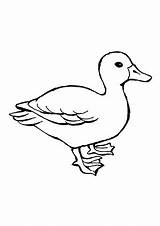 Ente Enten Junge Ausmalbild Malvorlagen Ausdrucken sketch template