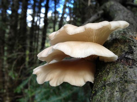quelques types de champignons presents sur les arbres emondage sbp