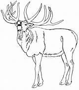 Elk Alce Colorir Chamando Hunting Pintarcolorir Horse Tudodesenhos Buscando Puedes También Pintarcolorear sketch template