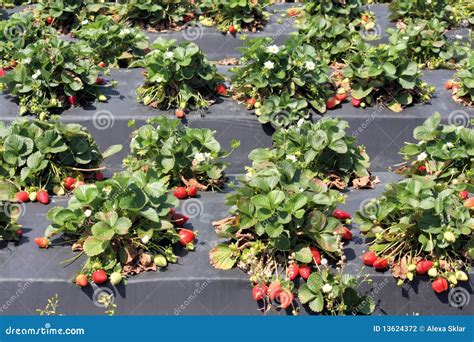 strawberry farm stock photo image  gathering city