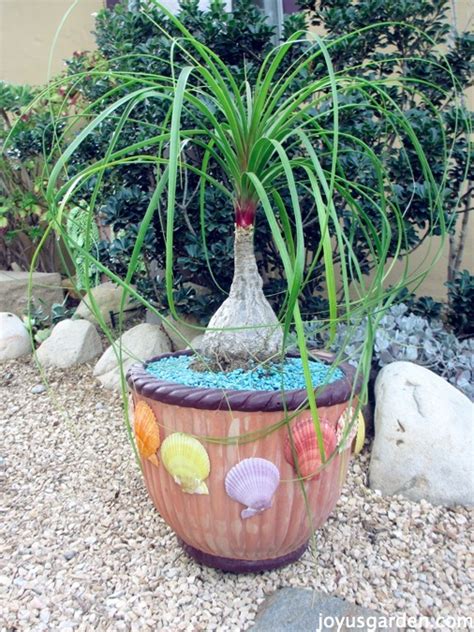 care   repot  ponytail palm