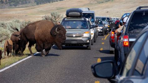 yellowstone bison crowded by tourists throws girl in video the new