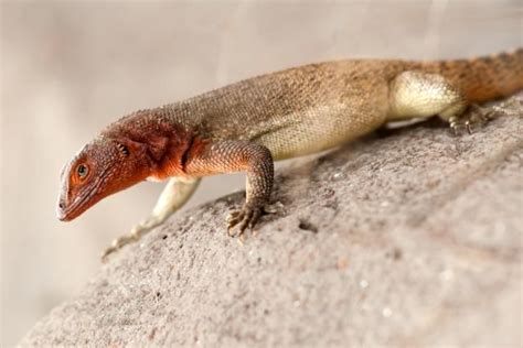 17 Best Images About Small Lizards On Pinterest West Coast Spiderman