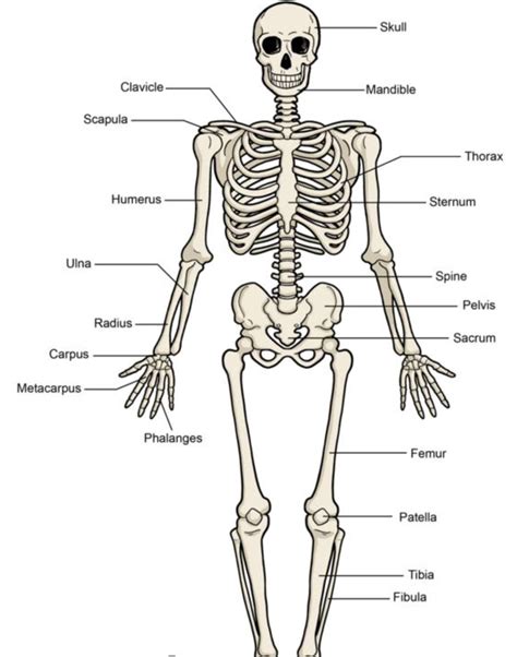 full body skeleton anatomy labeling  printable worksheet