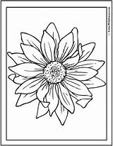 Sunflower Coloring Pages Drawing Tattoo Pdf Small Google Print Colorwithfuzzy sketch template