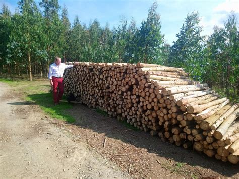 grow   firewood      high yielding options crops  energy