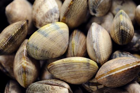 clam varieties guide  type  clam   buy food wine