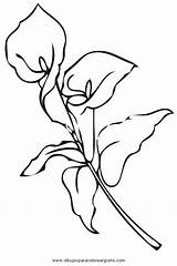 Para Dibujos Alcatraz Coloring Colorear Pintar Flores Pages Drawing Imagui Alcatraces Dibujar Lilies Flower Bordar Embroidery Patterns Imagen Bordado Del sketch template