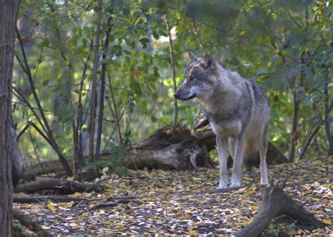 wolven op de veluwe natuurmonumenten