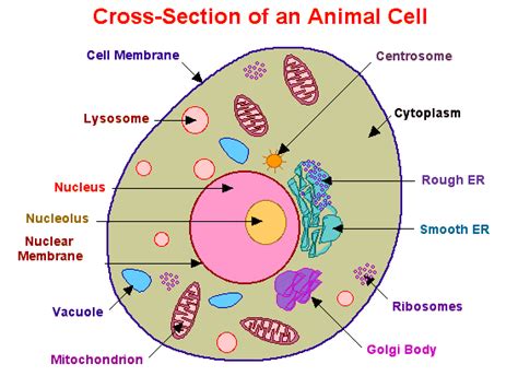 animal cell diagram labeled  images