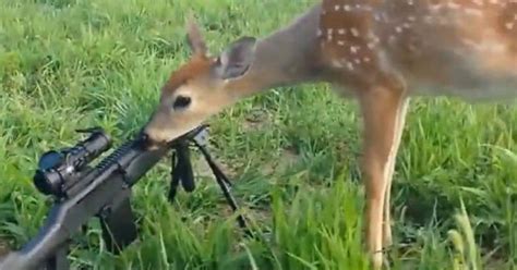 bambi and the gun daring deer licks gun in stunning footage daily star