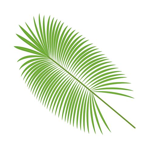 vector tropical palm leaves png risakokodake