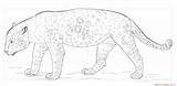 Jaguar Drawing Outline Realistic Step Sketch Draw Pencil Agua Vector Template Coloring Pages Getdrawings sketch template