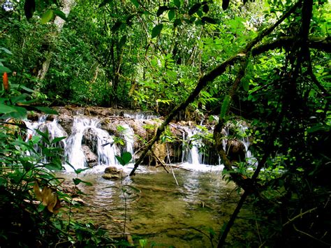 rainforest river  minimini  deviantart