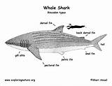 Anatomy Diagram Fish Sharks Coloringbay Exploringnature Megalodon sketch template