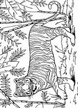 Coloring Pages Tiger Lsu Animal Jungle Tigers Kids Wolf Lion Animated Fish Picgifs Bear Getdrawings Printable Adult Colouring Coloringpages1001 Freekidscoloringandcrafts sketch template