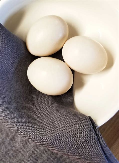 reasons  duck eggs    chicken eggs fresh eggs