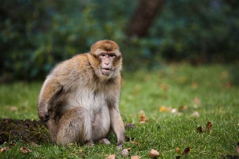 trentham monkey forest paul david smith photography