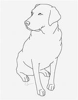 Labrador Coloring Labradors Seekpng Sampler Retriev Puppies sketch template
