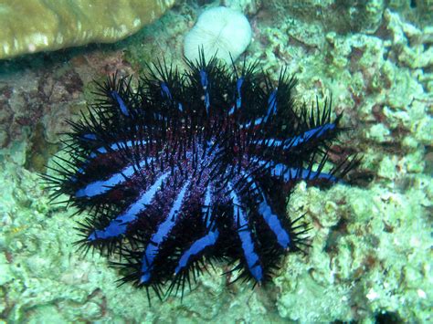crown  thorns starfish poisonous   enemy    flickr