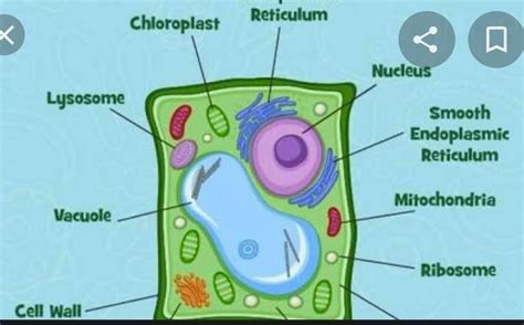 observe  diagram  plant cell    label  parts numbered   brainlyin
