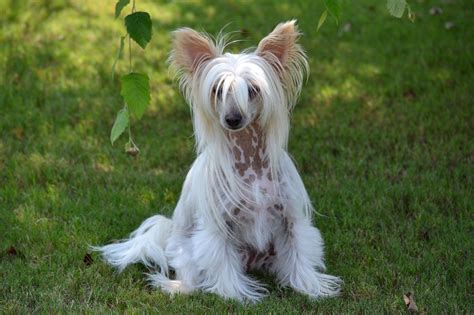 about the chinese crested we love chinese cresteds