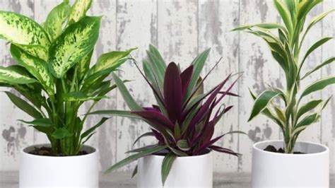 Best House Plants 2021 Our Favourite Indoor Foliage For Your Home