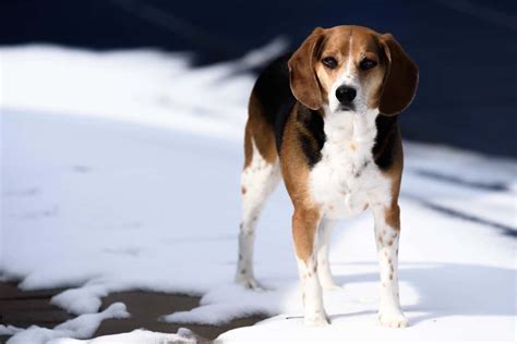 bizarre beagle mixes find   beagle mix