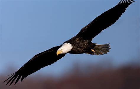 filebald eagle jpg wikimedia commons