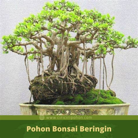 penjelasan bonsai beringin  fungsi akarnya  menggantung