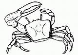 Crab Coloring4free Hermit sketch template