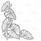 Taro Colocasia Esculenta Bunch Leaves Line Blad Installatie Overzichts Olifantsoor Tropisch Ears Hatasinincozumu sketch template