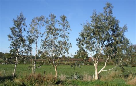 prune eucalyptus trees  plant eucalyptus tree uk
