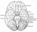 Nerves Cranial Nerve sketch template