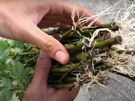 woman shares   propagate roses  sand    healthiest root