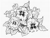 Coloring Pages Pansies Adult Color Doodle Sheets Flower Colouring sketch template