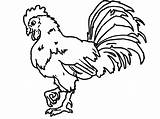 Gallo Rooster Getdrawings Pintando sketch template
