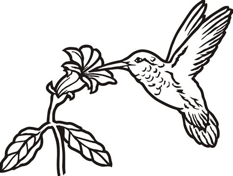 hummingbird  flower drawing  getdrawings