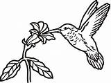 Hummingbird Drawing Line Simple Easy Tattoo Flower Birds Silhouette Outline Drawings Bird Humming Flowers Hummingbirds Clipart Sketch Animals Getdrawings Paintingvalley sketch template