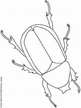 Insekten Escarabajo Malvorlage Owady Scarabee Insectes Kolorowanki Animales Rinoceronte Lightupyourbrain Robaki Beetles Insects Insetti Bugs Dzieci Zeichenvorlagen Septiembre Malvorlagen Dessins sketch template