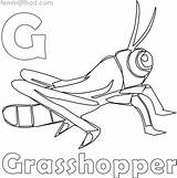 Grasshopper Coloring Pages Kids Printable Choose Board sketch template